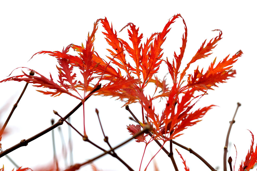 Rote Blätter, St Gallen