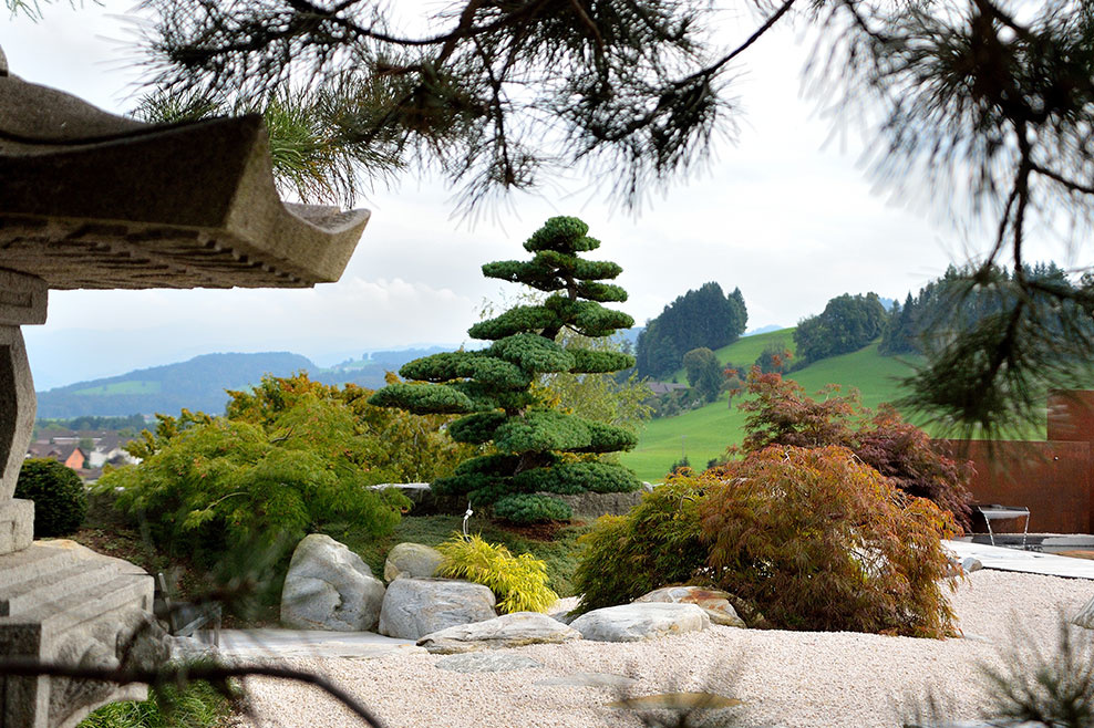 Bonsai im Feng Shui Garten, St Gallen