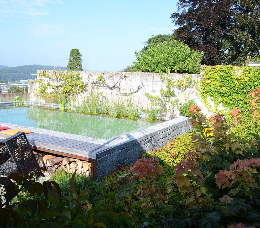 Nachher - Pool mit Mauer und Kletterpflanzen, St Gallen