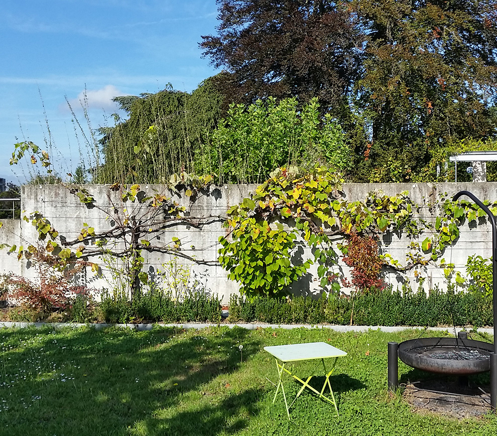 Vorher - Mauer mit Pflanzen, St Gallen