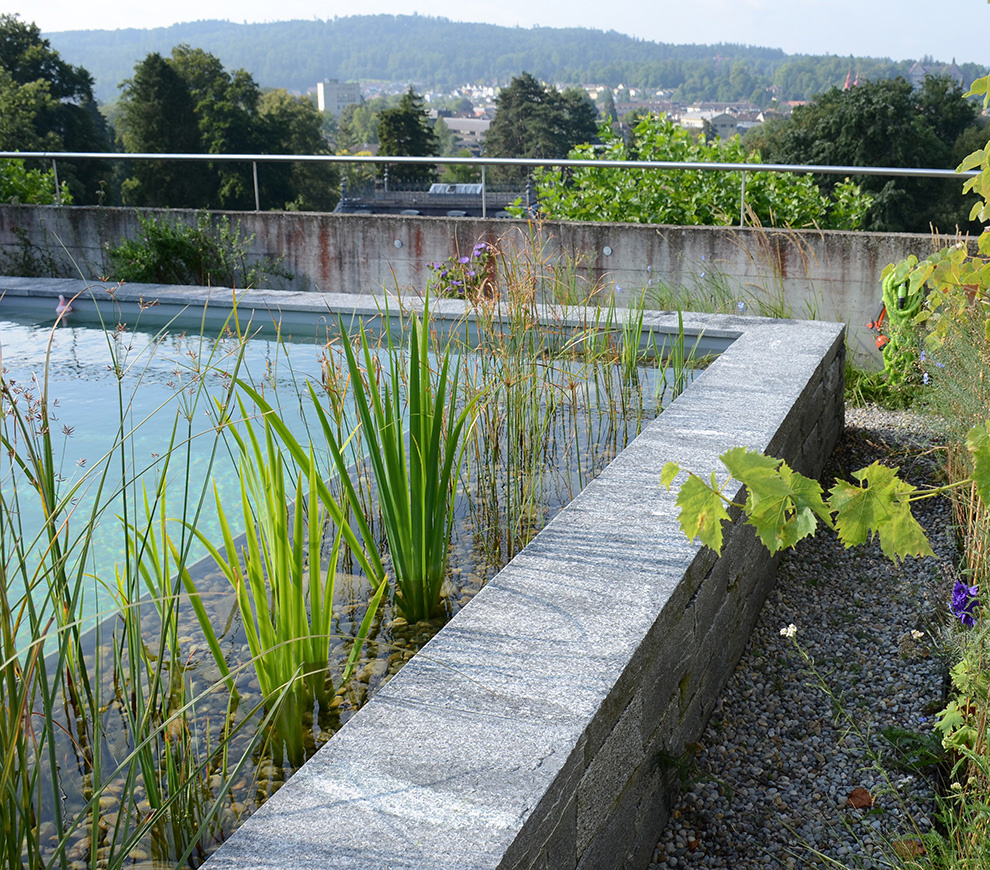 Nachher - Pool mit Pflanzen, St Gallen