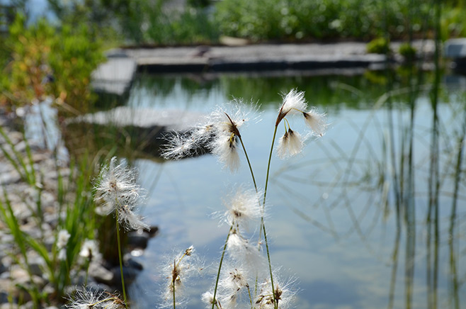 Nachher - Pflanzen bei Schwimmteich, St Gallen