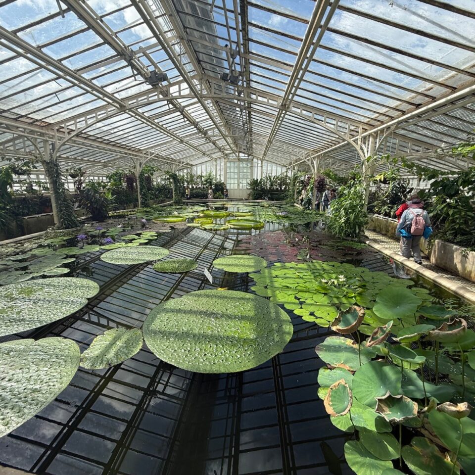 Seerosenteich mit Riesenseerosen in historischem Gewächshaus