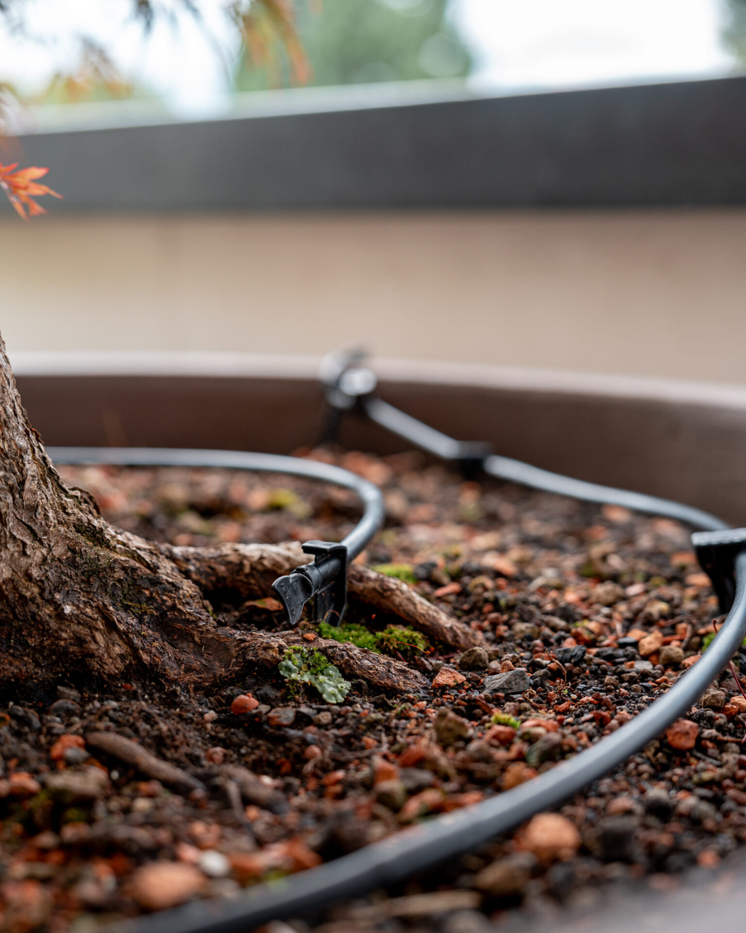 Tropfbewässerungssystem um Baumstamm im Garten