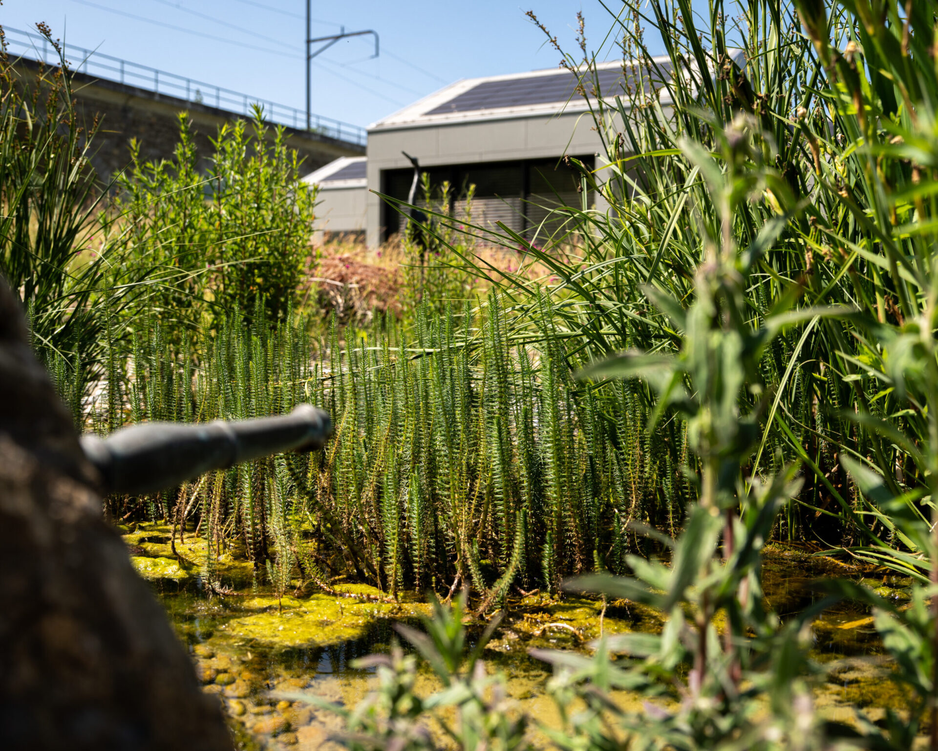 Grüne Pflanzen und modernes Gebäude im Hintergrund