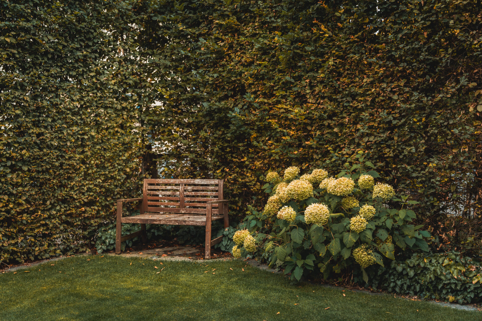 Gartenbank mit Hortensienbusch im Grünen