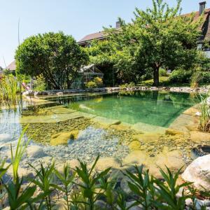 Naturnaher Gartenteich mit grünem Wasser und Pflanzen.