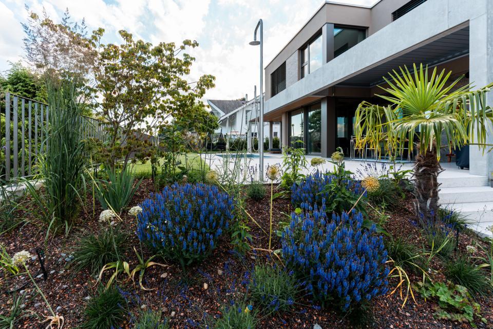 Moderner Garten mit blauen Blumen und Palmen