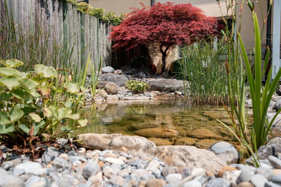 Garten mit Teich und rotem Baum