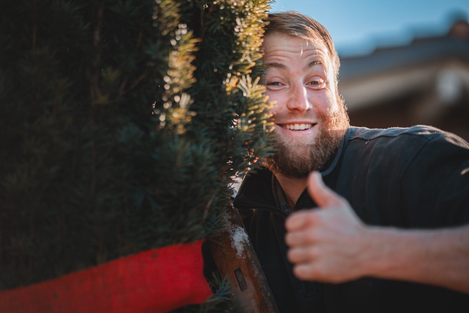Mann gibt Daumen hoch hinter Weihnachtsbaum