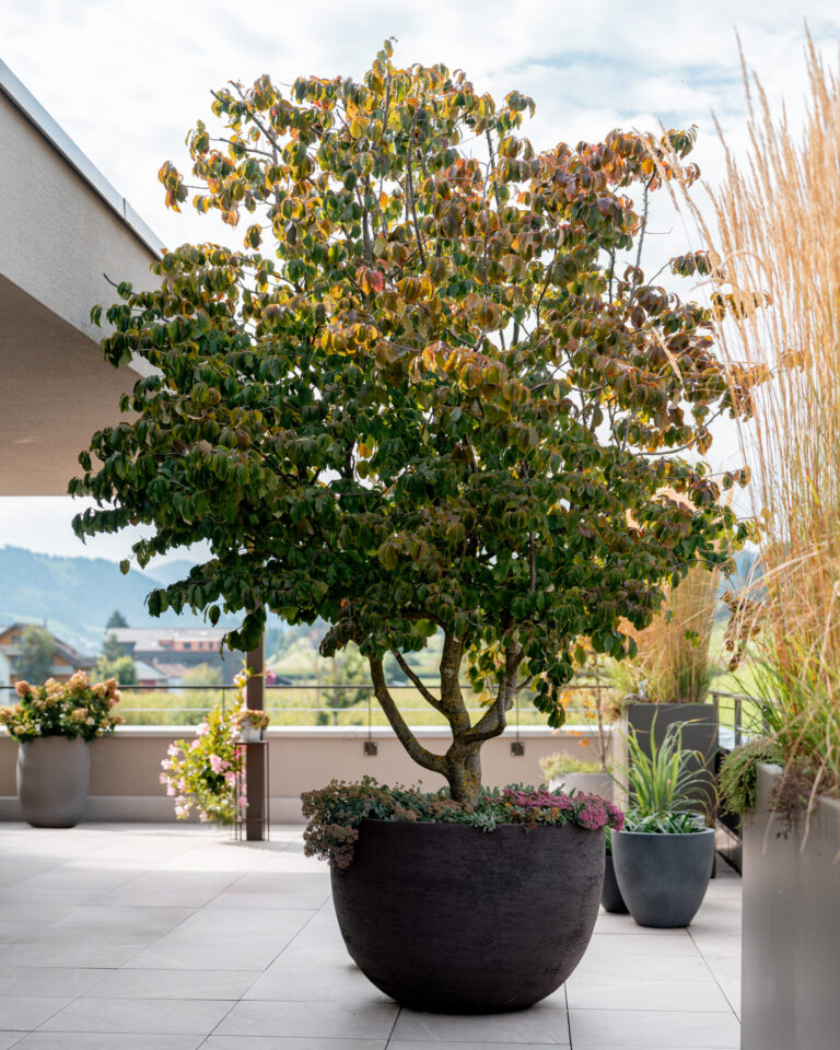 Großer Topfbaum auf Terrasse im Freien