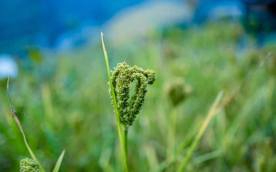 Hirse in Garten und unscharfer Hintergrund