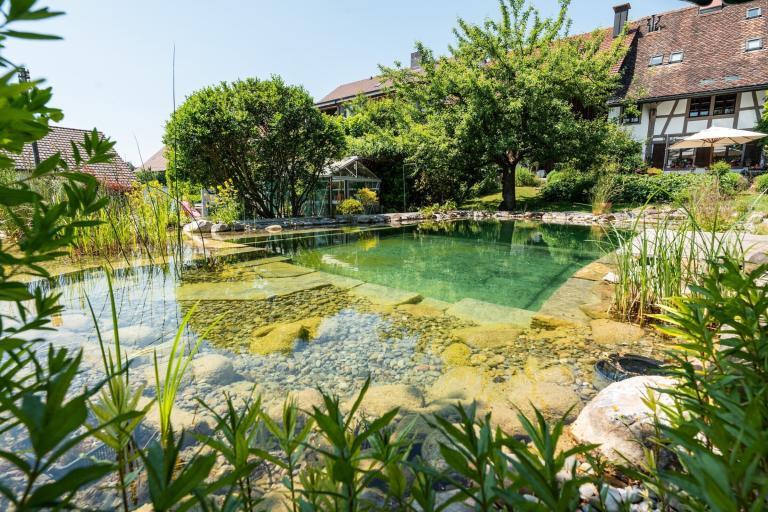Naturpool im Garten mit Pflanzen